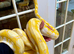 SD Reticulated Python