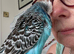 Hand Reared Exhibition Budgie