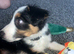 Border collie puppy male