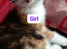 6 beautiful kittens for sale 4 girls 2 boys