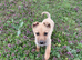 ROXY – The Little Sunshine Who Makes Every Day Brighter