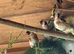 Pairs of goldfinches