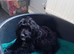 Female cockapoo