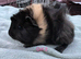 Gorgeous Female & Male piggies