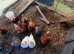 Warren laying hens