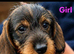 Standard wirehaired dachshund