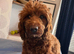 Cockapoo X Toy poodle puppies Red