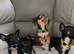 Chiweenies