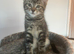 2 little boys 9 wks old ready to go kittens