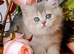 READY TO RESERVE Beautiful female AY11 blue golden shaded British shorthair kitten