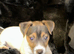 Tiny jack Russell