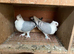 Classic Old Frill - Breeding pairs