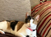 Female Calico cat