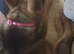 Straight back german shepherd girl