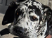 Beautiful loving Harlequin Great Dane