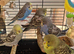 Beautiful baby budgies