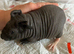 Skinny pig boy with his best friend.