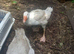 2 female embden geese,  egg laying. Swansea