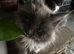 2 Maine Coon Kittens’s available
