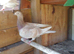Mulenan Hen
