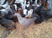 Coloured hybrids pullets