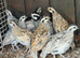 Bobwhite quails for sale