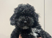 Beautiful Cavapoochon pups ready now