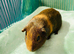 Baby Guinea pigs ready to leave now