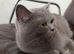 Bella- BSH for Rehoming! I can deliver if that's any help.
