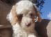 Cavapoo poo's