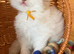 ragdoll kittens ONLY 4 LEFT