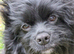 black cavapoo x female