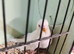 2026 Baby Budgies Ready To Leave 