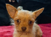 Chorkie boy pup