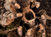 Tarantulas, jumping spiders and velvet spiders & millipedes!