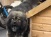 7 stunning puppies for sale ready to leave 1st October
