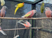 Lineolated Parakeets