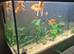 200 litre tank with accessories and fish