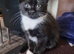 Beautiful kitten