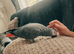 10 years old African grey tame
