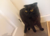 Scottish fold mix