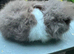 Lionhead Bunnies