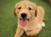 Kc golden retriever puppies