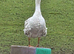 Goslings