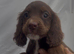 Working cocker spaniel pups for sale