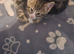 Adorable Bengal Cross Kittens – Flead, Wormed & Litter Trained