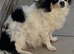 Parti tan point white black chihuahua girl