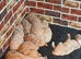 Goldendoodle puppies for sale