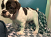 Reduced Stunning olde Tyme bulldogs