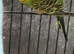 Male normal green budgie (helicopter bred split for tcb and blackface)